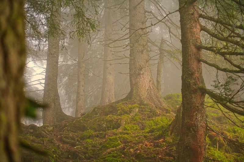 Lush Greenery in Forest