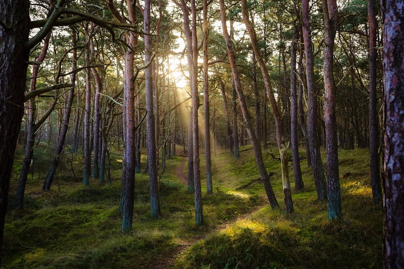 Soft Lighting in Forest